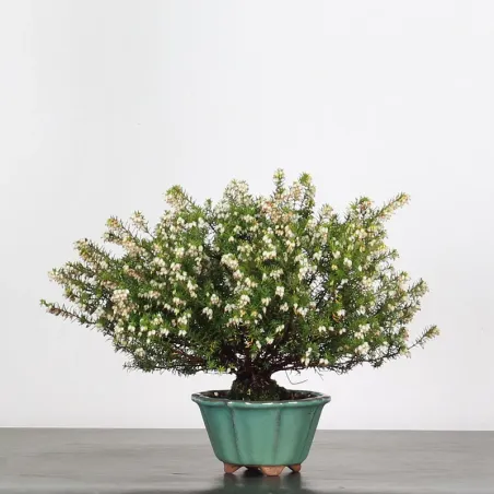 image supplémentaire - BRUYERE 1-2