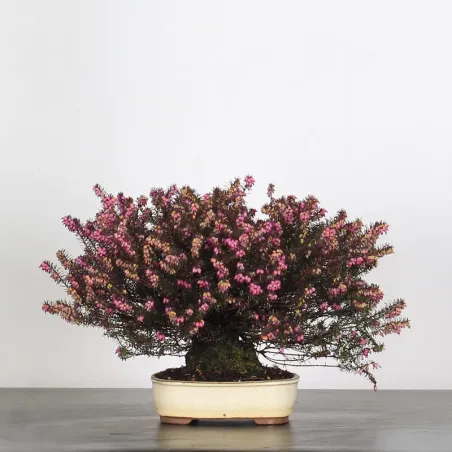 image supplémentaire - BRUYERE 1-3