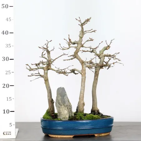 image supplémentaire - CHARME FORÊT "Carpinus" 1-1