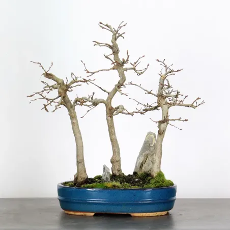 Bonsai Charmes Forêt CHF-1-1