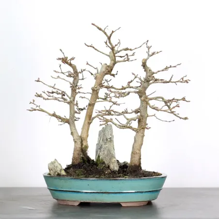 HORNBEAM FOREST "CARPINUS" 1-2