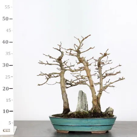 image supplémentaire - CHARME FORÊT "Carpinus" 1-2