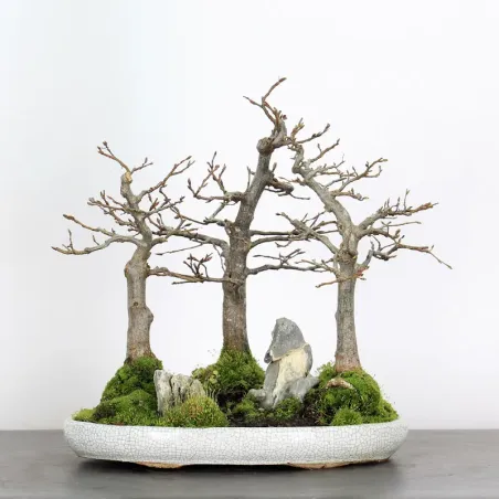 Bonsai Charmes CHF-1-4