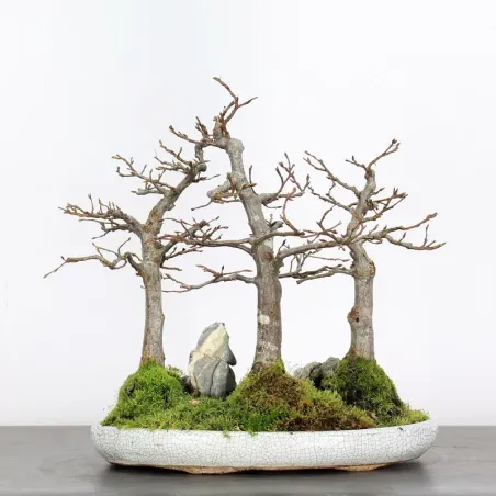 image supplémentaire - CHARME FORÊT "Carpinus" 1-4