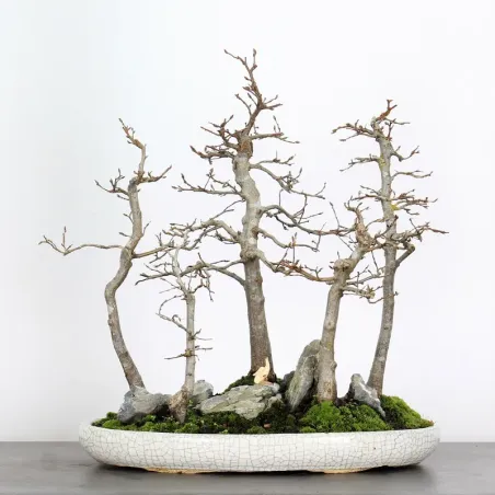 HORNBEAM FOREST "CARPINUS" 1-5