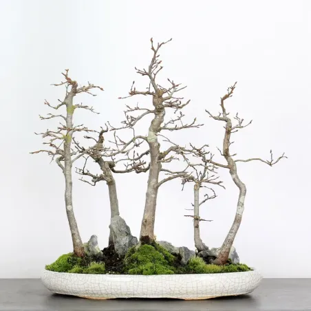 image supplémentaire - HORNBEAM FOREST "CARPINUS" 1-5