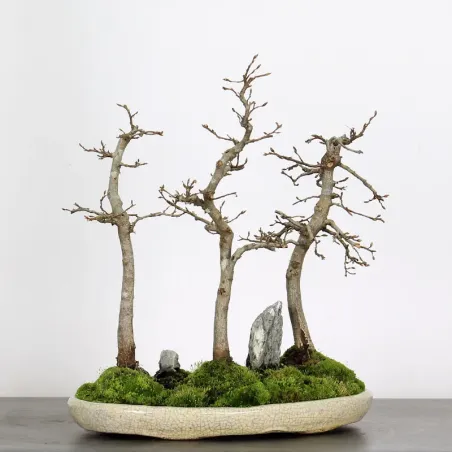 HORNBEAM FOREST "CARPINUS" 1-10