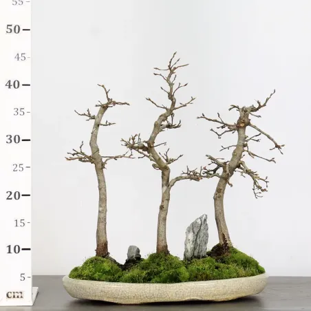 image supplémentaire - HORNBEAM FOREST "CARPINUS"...