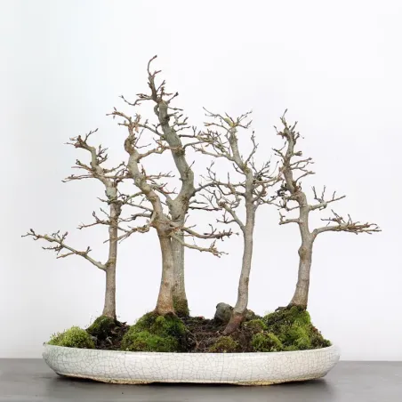 Bonsai Charmes Forêt CH-1-11