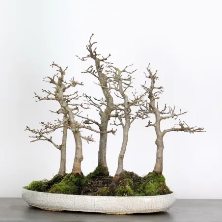 image supplémentaire - HORNBEAM FOREST "CARPINUS"...