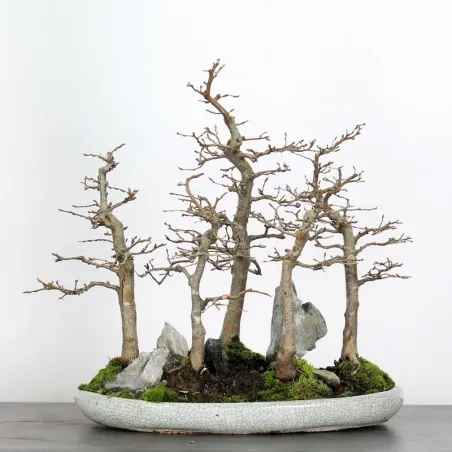Bonsai Charmes Forêt CHF-1-13