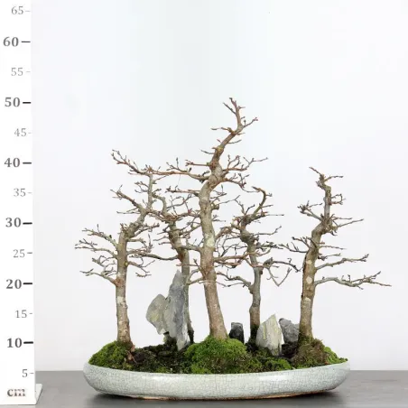 image supplémentaire - HORNBEAM FOREST "CARPINUS"...