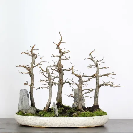 CHARME FORÊT "Carpinus" 1-14