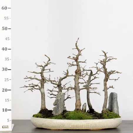 image supplémentaire - CHARME FORÊT "Carpinus" 1-14