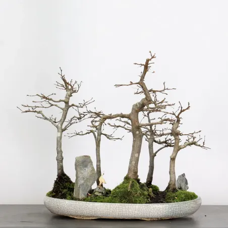 image supplémentaire - CHARME FORÊT "Carpinus" 1-15