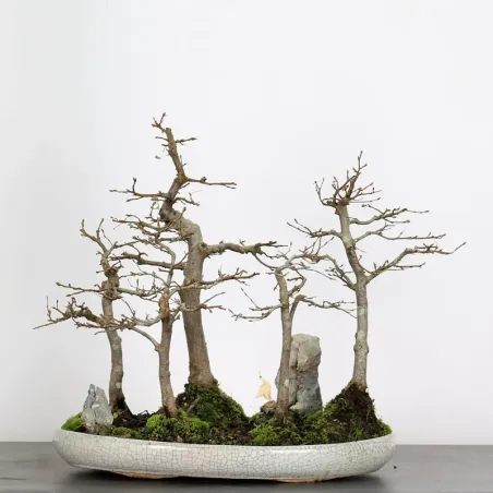 HORNBEAM FOREST "CARPINUS" 1-15