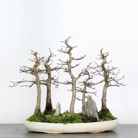 image supplémentaire - CHARME FORÊT "Carpinus" 1-16