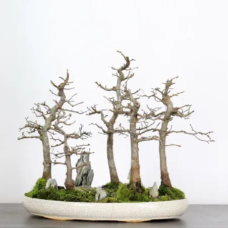 CHARME FORÊT "Carpinus" 1-16