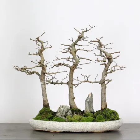 HORNBEAM FOREST "CARPINUS" 1-17