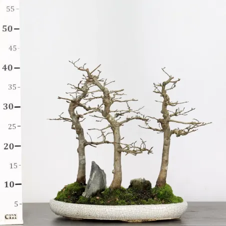 image supplémentaire - HORNBEAM FOREST "CARPINUS"...