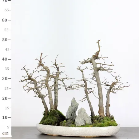 image supplémentaire - CHARME FORÊT "Carpinus" 1-18