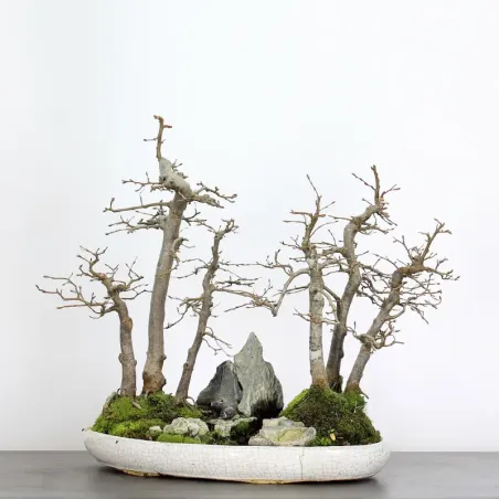 CHARME FORÊT "Carpinus" 1-18