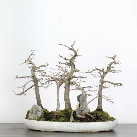 HORNBEAM FOREST "CARPINUS" 1-19