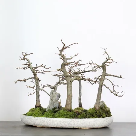 image supplémentaire - CHARME FORÊT "Carpinus" 1-19