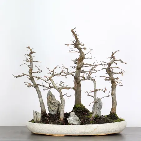 HORNBEAM FOREST "CARPINUS" 1-20