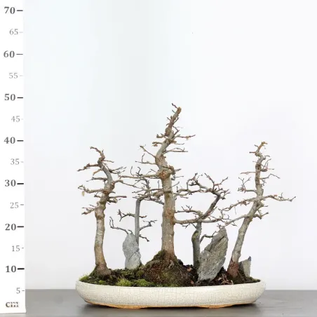 image supplémentaire - HORNBEAM FOREST "CARPINUS"...