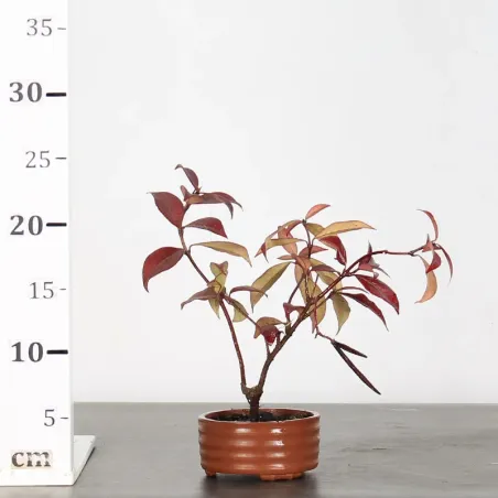 image supplémentaire - JASMINE "JASMINUM" 1-2