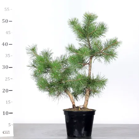 image supplémentaire - PREBONSAI PINUS SYLVESTRIS 1-1