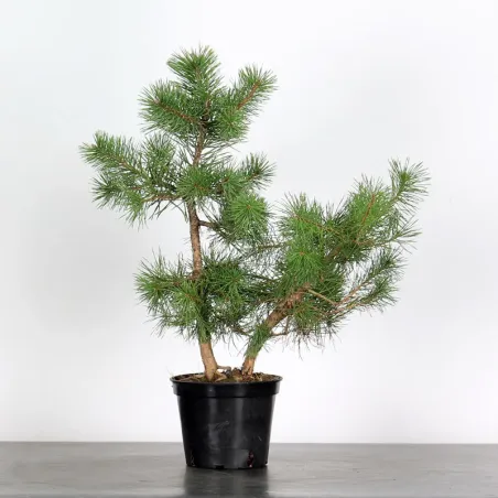 PREBONSAI PINUS SYLVESTRIS 1-1