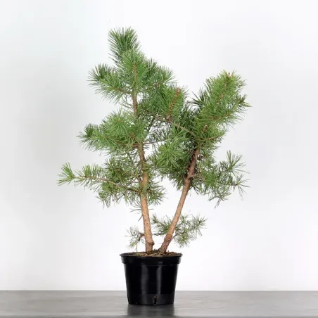 PREBONSAI PIN SYLVESTRE 1-5