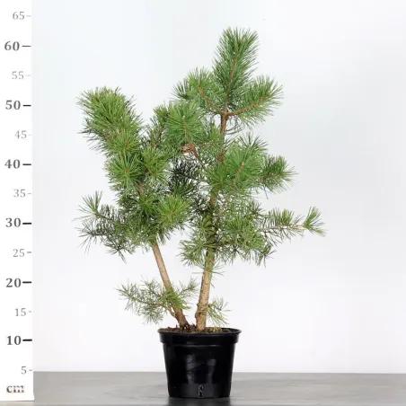 image supplémentaire - PREBONSAI PINUS SYLVESTRIS 1-5