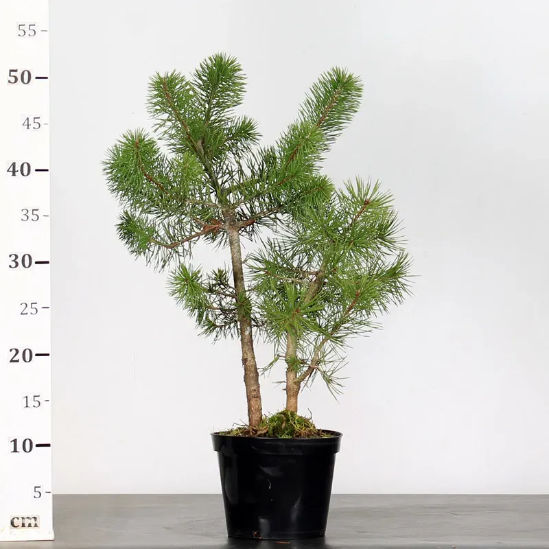 image supplémentaire - PREBONSAI PIN SYLVESTRE 1-6