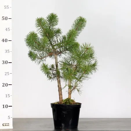 image supplémentaire - PREBONSAI PIN SYLVESTRE 1-6