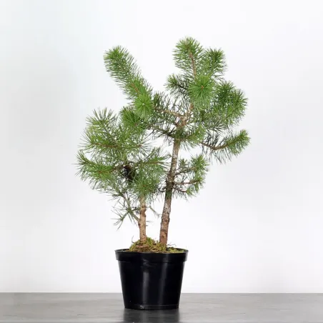 PREBONSAI PIN SYLVESTRE 1-6
