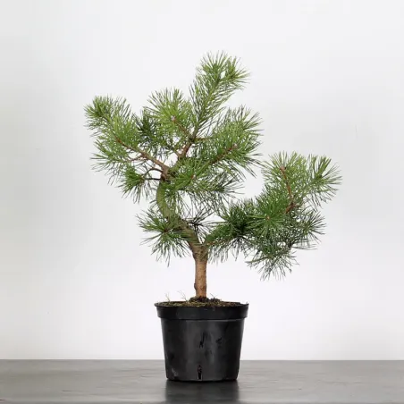 PREBONSAI PIN SYLVESTRE 1-7