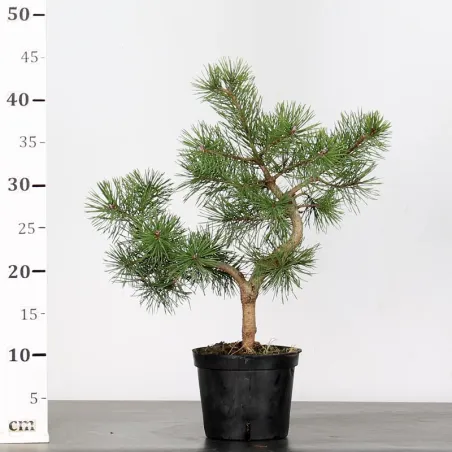 image supplémentaire - PREBONSAI PINUS SYLVESTRIS 1-7