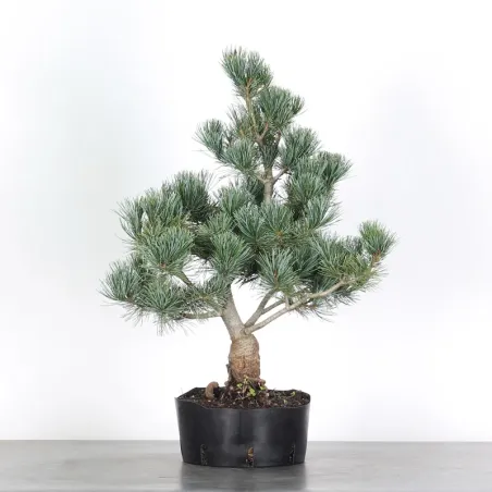 Bonsai Pine Pentaphylla PP-1-3
