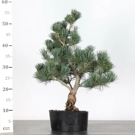 image supplémentaire - PREBONSAI JAPANESE WHITE...