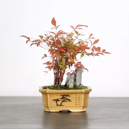 NANDINA "SACRED BAMBOO" 2-17