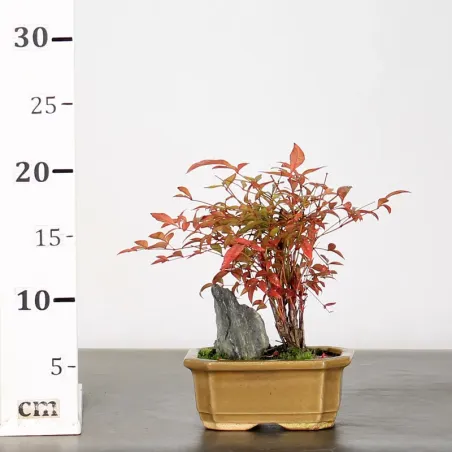 image supplémentaire - NANDINA "SACRED BAMBOO" 2-17