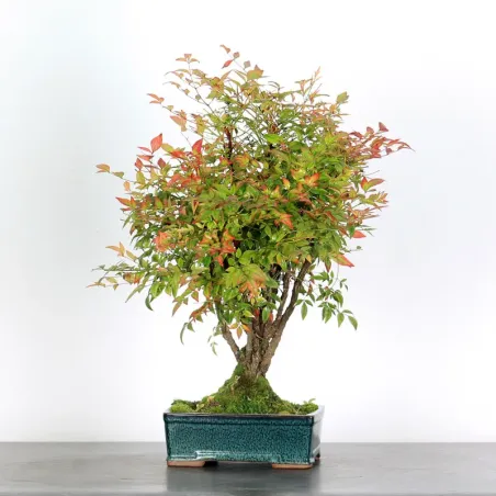 NANDINA "SACRED BAMBOO" 2-18