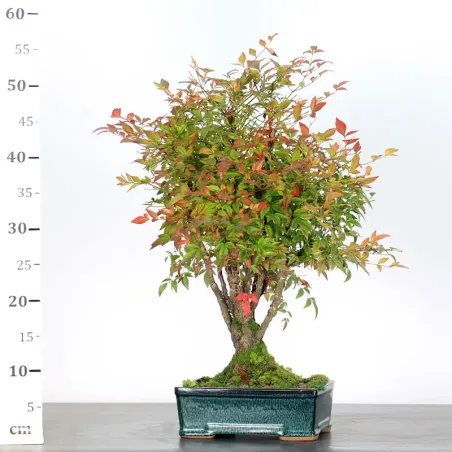 image supplémentaire - NANDINA "SACRED BAMBOO" 2-18