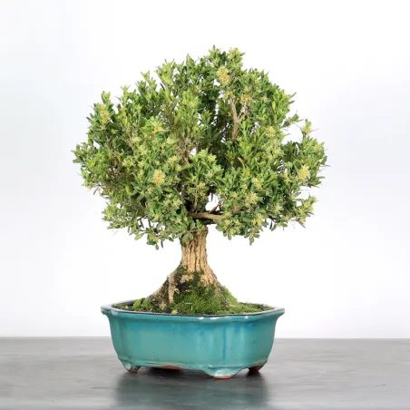 BONSAI BOXWOOD "BUXUS" 1-2