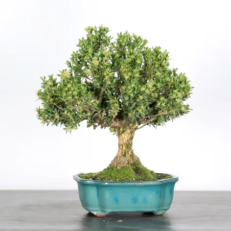 image supplémentaire - BONSAI BUIS "BUXUS" 1-2