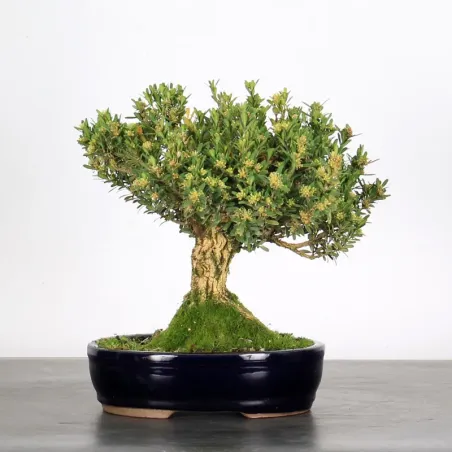 BONSAI BOXWOOD "BUXUS" 1-3