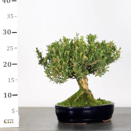 image supplémentaire - BONSAI BOXWOOD "BUXUS" 1-3
